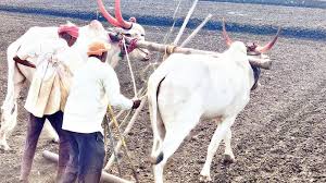 शेतकऱ्यांनी पेरणीची घाई करू नये – हवामान विभाग शेतकऱ्यांनी पेरणीची घाई करू नये – हवामान विभाग