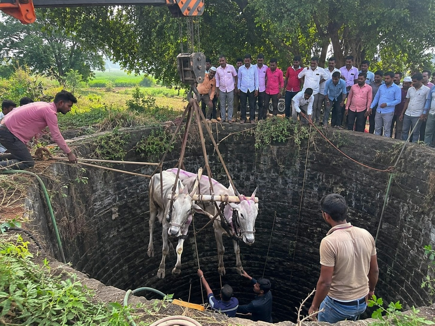 ७० फूट खोल विहिरीत पडलेल्या बैलजोडीला ग्रामस्थांनी दिले जीवदान ७० फूट खोल विहिरीत पडलेल्या बैलजोडीला ग्रामस्थांनी दिले जीवदान
